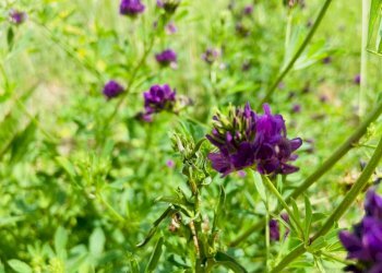 Foto 14 - Rustico via mommeo, Belvedere Ostrense - foto 14