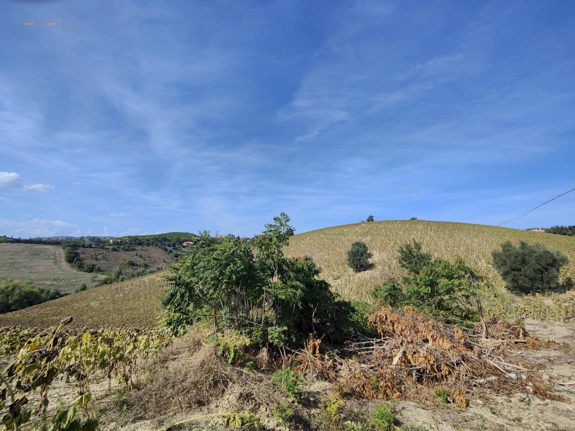 Foto 2 - Terreno agricolo Contrada Forola, Acquaviva Picena - foto 2