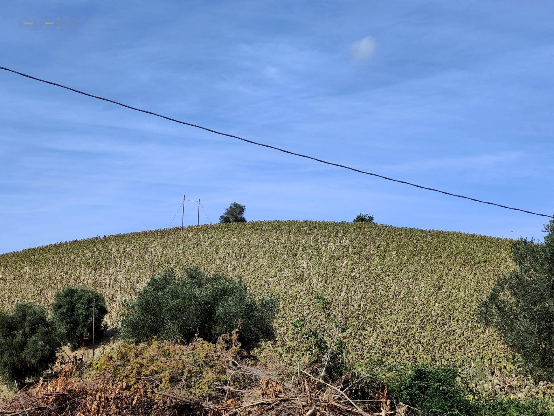 Foto 3 - Terreno agricolo Contrada Forola, Acquaviva Picena - foto 3