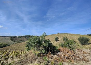 Foto 2 - Agricultural land Contrada Forola, Acquaviva Picena - photo 2