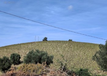 Foto 3 - Agricultural land Contrada Forola, Acquaviva Picena - photo 3