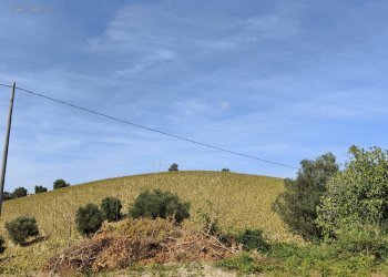 Foto 4 - Agricultural land Contrada Forola, Acquaviva Picena - photo 4