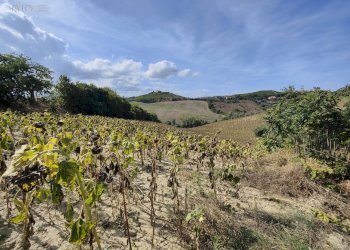 Foto 5 - Agricultural land Contrada Forola, Acquaviva Picena - photo 5