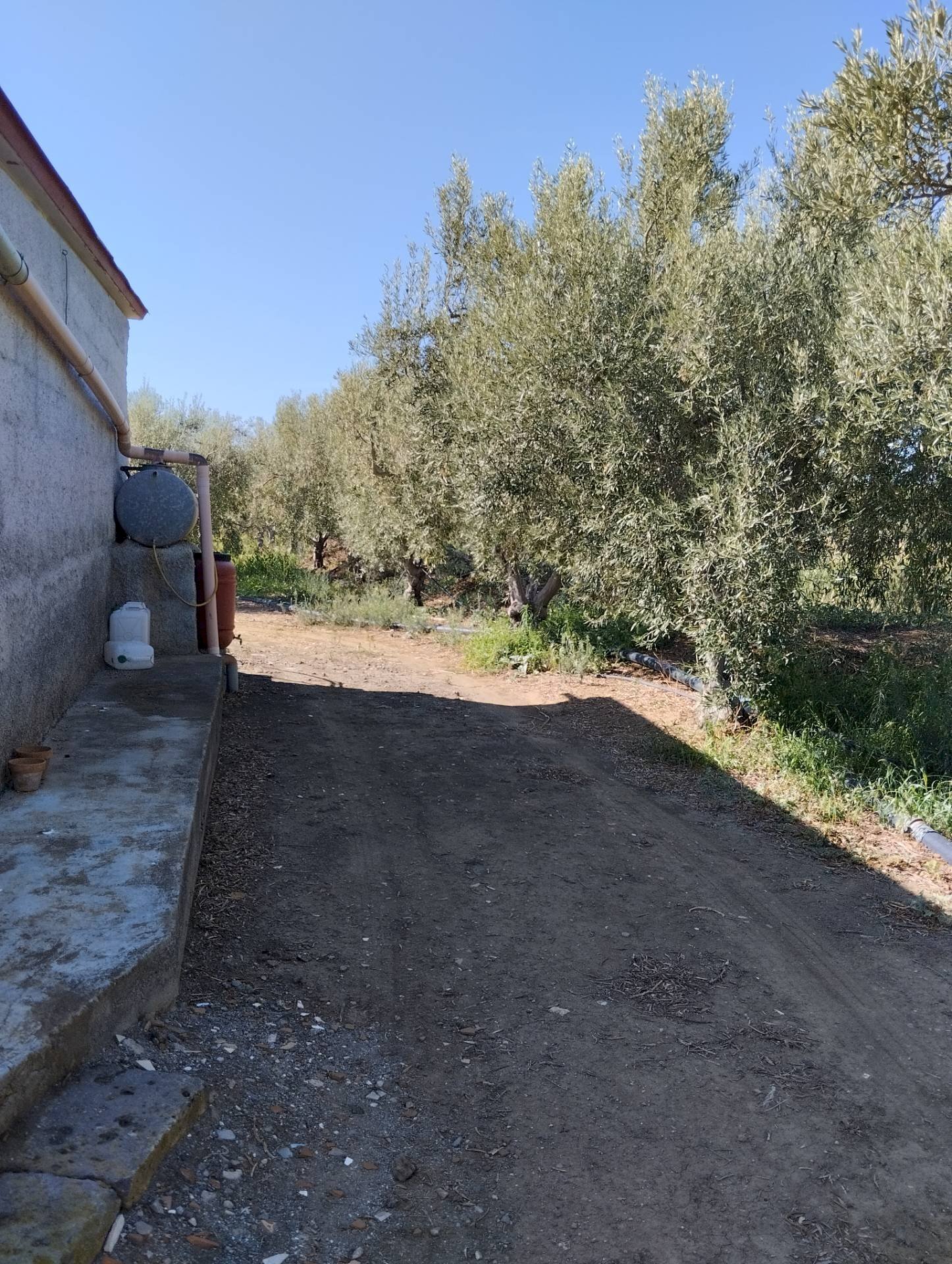 Foto 1 - Agricultural land Ramacca - photo 1