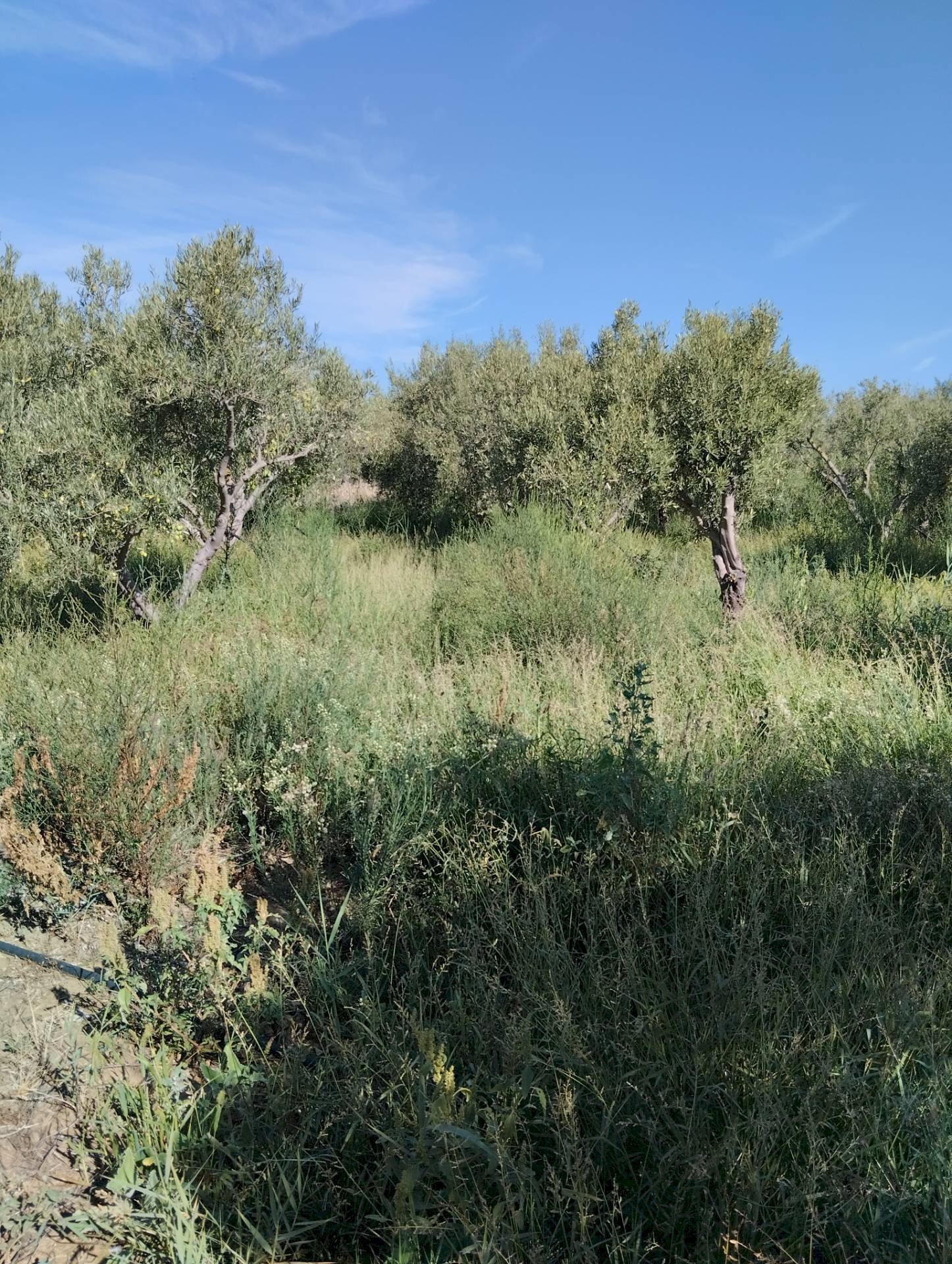 Foto 3 - Agricultural land Ramacca - photo 3