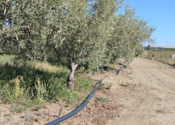 Foto 2 - Agricultural land Ramacca - photo 2