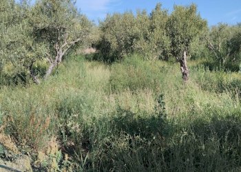 Foto 3 - Agricultural land Ramacca - photo 3