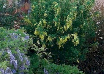 Giardino - Rustic via Camillo Benso di Cavour, 29, Castellinaldo d'Alba - photo 30