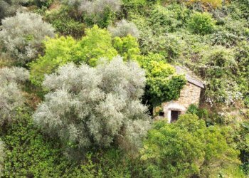 Rustico Strada Ciaudauda, Vallebona - foto 3