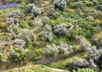 Rustico Strada Ciaudauda, Vallebona - foto 4