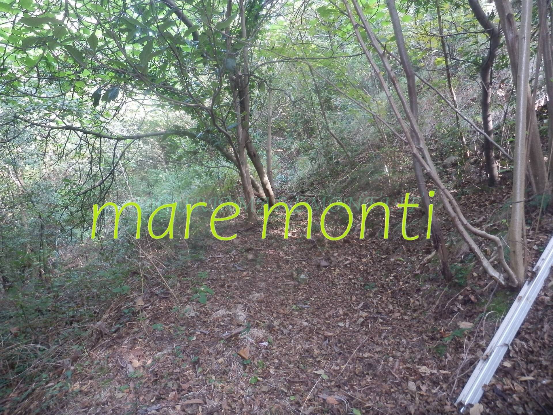 Foto 3 - Terreno agricolo via cimavalle, Savona - foto 3