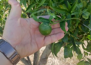 Dettagli - Terreno agricolo Contrada Ramione
 
snc, Caltagirone - foto 5