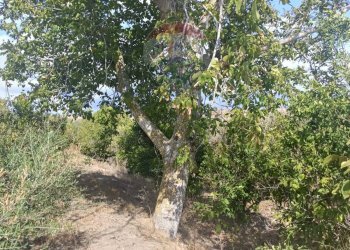 Giardino - Terreno agricolo Contrada Ramione
 
snc, Caltagirone - foto 6