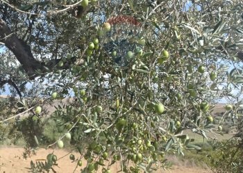 Giardino - Terreno agricolo Contrada Ramione
 
snc, Caltagirone - foto 12