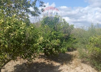 Giardino - Terreno agricolo Contrada Ramione
 
snc, Caltagirone - foto 16