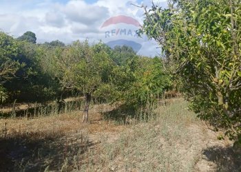 Giardino - Terreno agricolo Contrada Ramione
 
snc, Caltagirone - foto 17