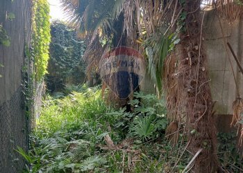 Giardino - Casa semi indipendente Gravellona Toce - foto 11