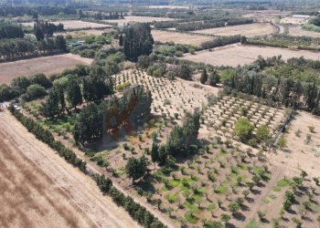 Foto 2 - Terreno agricolo Bia Sa Laccana
 
snc, San Sperate - foto 2