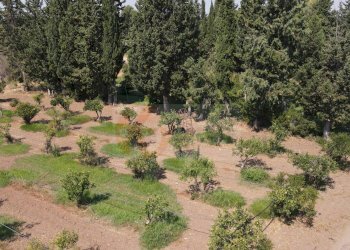 Foto 3 - Terreno agricolo Bia Sa Laccana
 
snc, San Sperate - foto 3