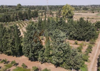 Foto 4 - Terreno agricolo Bia Sa Laccana
 
snc, San Sperate - foto 4