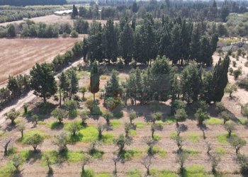 Foto 5 - Terreno agricolo Bia Sa Laccana
 
snc, San Sperate - foto 5