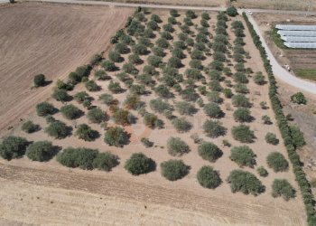 Foto 1 - Terreno agricolo ss 128
 
snc, Monastir - foto 1