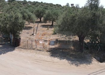 Foto 3 - Terreno agricolo ss 128
 
snc, Monastir - foto 3