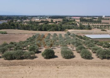 Foto 4 - Terreno agricolo ss 128
 
snc, Monastir - foto 4