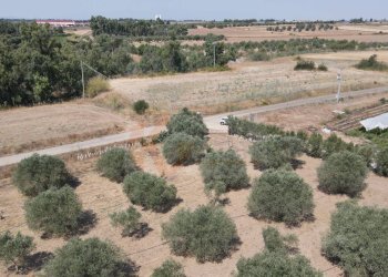 Foto 5 - Terreno agricolo ss 128
 
snc, Monastir - foto 5