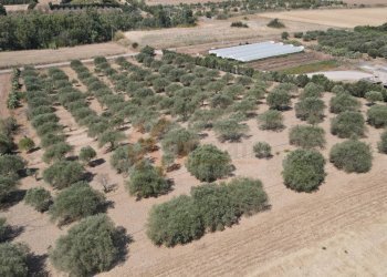 Foto 6 - Terreno agricolo ss 128
 
snc, Monastir - foto 6