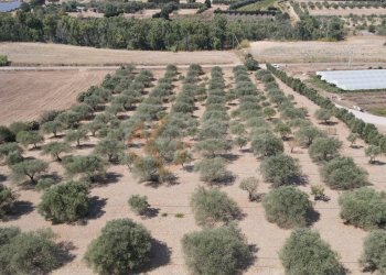 Foto 7 - Terreno agricolo ss 128
 
snc, Monastir - foto 7