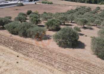 Foto 8 - Terreno agricolo ss 128
 
snc, Monastir - foto 8