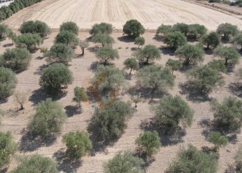 Foto 9 - Terreno agricolo ss 128
 
snc, Monastir - foto 9