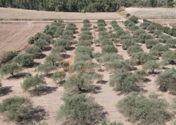 Foto 12 - Terreno agricolo ss 128
 
snc, Monastir - foto 12