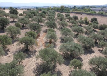 Foto 13 - Terreno agricolo ss 128
 
snc, Monastir - foto 13