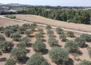 Foto 14 - Terreno agricolo ss 128
 
snc, Monastir - foto 14