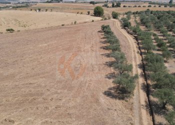 Foto 9 - Terreno agricolo ss 128
 
snc, Monastir - foto 9