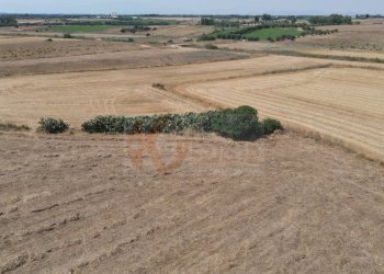 Foto 13 - Terreno agricolo ss 128
 
snc, Monastir - foto 13