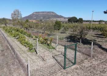 Foto 39 - Villa Località Su Campu
 
snc, Bonnanaro - foto 39