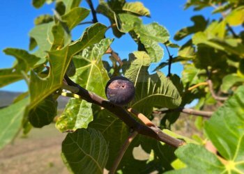 Foto 45 - Villa Località Su Campu
 
snc, Bonnanaro - foto 45