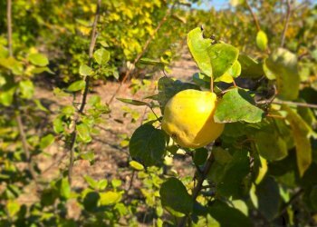 Foto 46 - Villa Località Su Campu
 
snc, Bonnanaro - foto 46