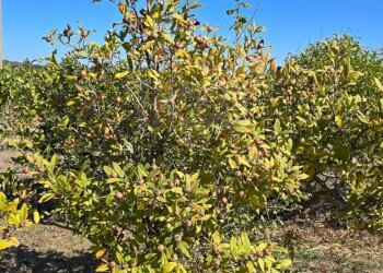 Foto 47 - Villa Località Su Campu
 
snc, Bonnanaro - foto 47