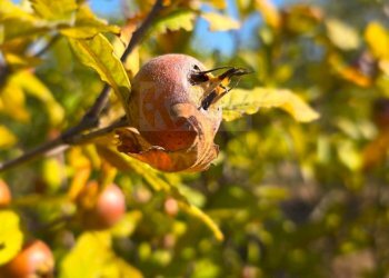 Foto 48 - Villa Località Su Campu
 
snc, Bonnanaro - foto 48