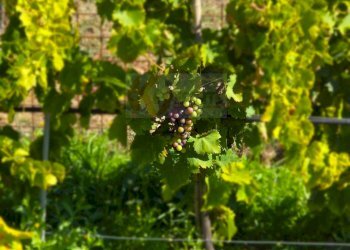 Foto 49 - Villa Località Su Campu
 
snc, Bonnanaro - foto 49