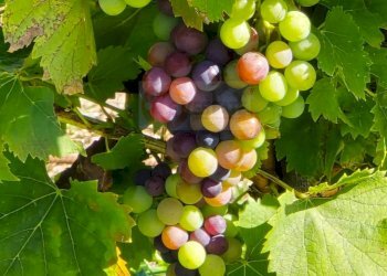 Foto 50 - Villa Località Su Campu
 
snc, Bonnanaro - foto 50