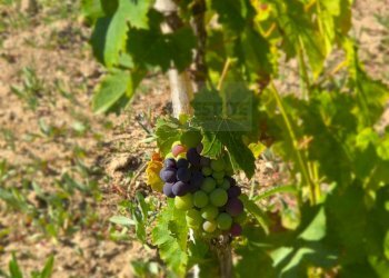 Foto 51 - Villa Località Su Campu
 
snc, Bonnanaro - foto 51