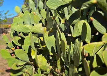 Foto 53 - Villa Località Su Campu
 
snc, Bonnanaro - foto 53