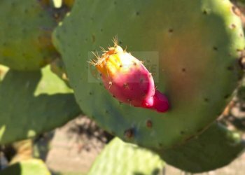 Foto 54 - Villa Località Su Campu
 
snc, Bonnanaro - foto 54