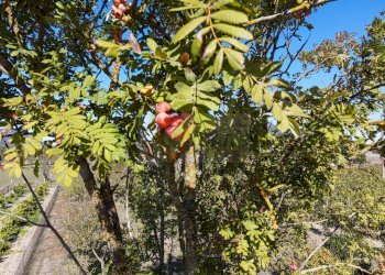 Foto 55 - Villa Località Su Campu
 
snc, Bonnanaro - foto 55