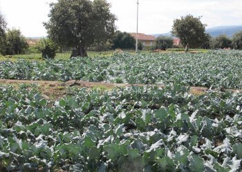 Foto 28 - Terreno edificabile via Badalà
 
31, Fiumefreddo di Sicilia - foto 28